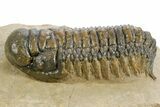 Detailed Crotalocephalina Trilobite - Atchana, Morocco #359548-2